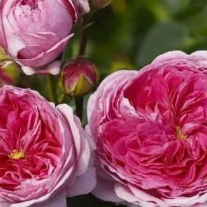 K538 Róża wielkokwiatowa MODERN ART®