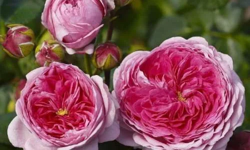 K538 Róża wielkokwiatowa MODERN ART®