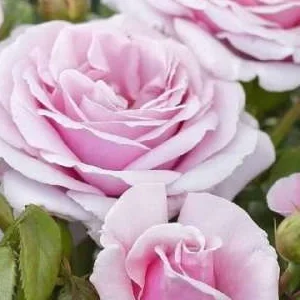 K539 Róża wielkokwiatowa PACIFIC BLUE®