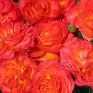 K540 Róża wielkokwiatowa VULCANO®