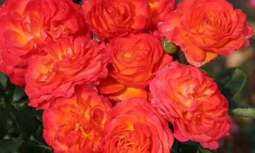 K540 Róża wielkokwiatowa VULCANO®