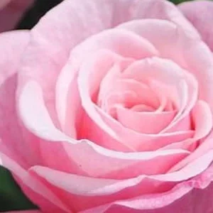 K541 Wielkokwiatowa róża WILDBERRY®