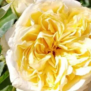 K542 Róża wielkokwiatowa MOJA DZIEWCZYNA®