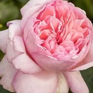 K544 Róża wielkokwiatowa MAURITIA®