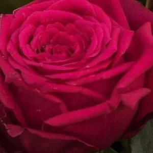 K545 Róża wielkokwiatowa NOBLESSE®