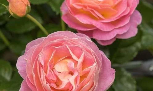 K546 Róża wielkokwiatowa Wisława Szymborska