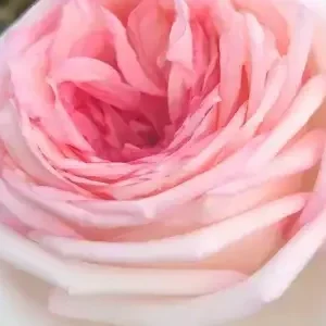 K547 Róża wielkokwiatowa MOJA RÓŻA®