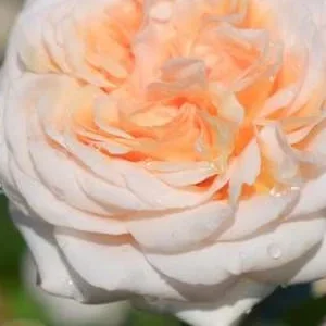 K548 Róża wielkokwiatowa AUDIENZ®