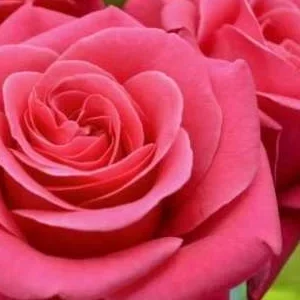 K549 Róża wielkokwiatowa CHARISMA®