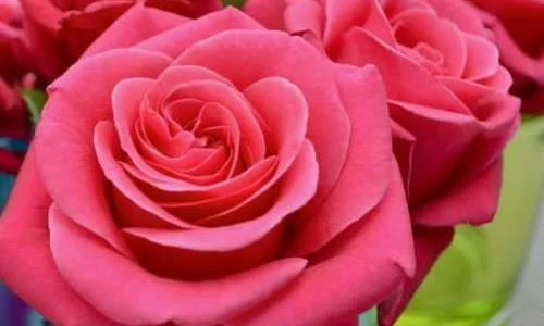 K549 Róża wielkokwiatowa CHARISMA®