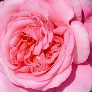 K550 Róża wielkokwiatowa COME BACK®