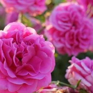 K551 Róża wielkokwiatowa LAUDATIO®