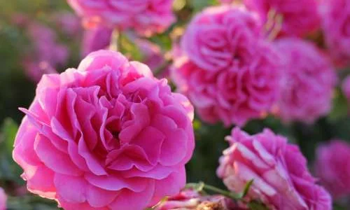 K551 Róża wielkokwiatowa LAUDATIO®