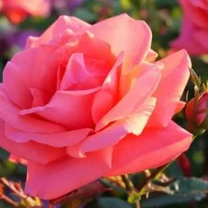 K552 Focus® (Róża wielkokwiatowa)