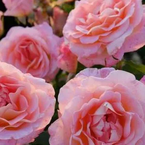 K553 Inspiracja® (Róża wielkokwiatowa)