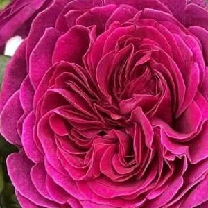 K555 Róża wielkokwiatowa DEEP SECRET®