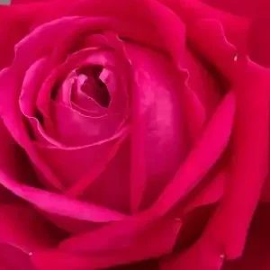 K556 Róża wielkokwiatowa RUBY KISS®