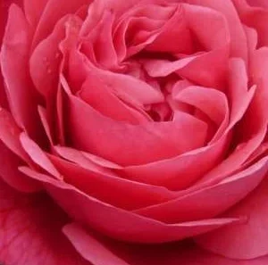 K557 Róża wielkokwiatowa ELBFLORENZ®