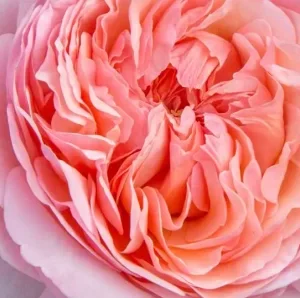 K558 Róża wielkokwiatowa JEAN DE LA FONTAINE®