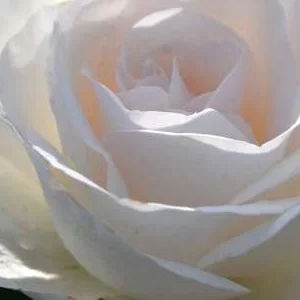 K559 Róża wielkokwiatowa A PERFECT DAY®