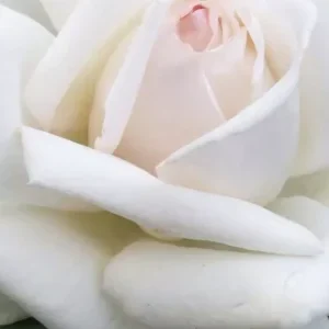 K560 Róża wielkokwiatowa ANGGUN®