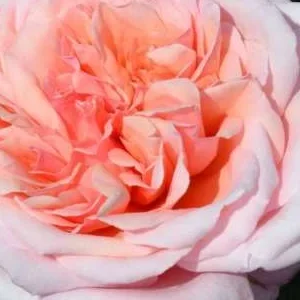 K561 Róża wielkokwiatowa NEVER ENDING STORY®