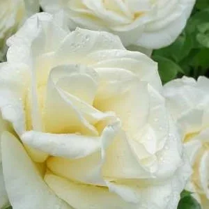 K563 Róża wielkokwiatowa GRAŻKA®