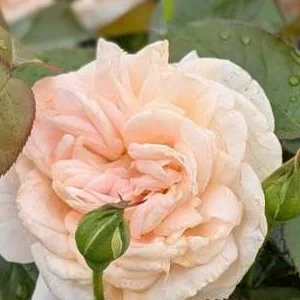 K564 Róża rabatowa Eliksir Szczęścia