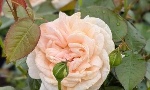 K564 Róża rabatowa Eliksir Szczęścia