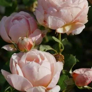 K565 Róża wielkokwiatowa ALEXANDRINE