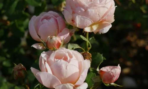 K565 Róża wielkokwiatowa ALEXANDRINE