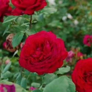 K566 Róża wielkokwiatowa Festiwal Zapachu