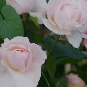 K567 Róża wielkokwiatowa DUFTJUWEL/Księżna Charlene z Monako