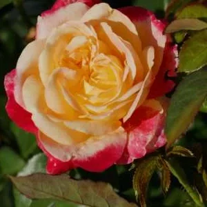 K568 Róża wielkokwiatowa ORIENTAL PEACE