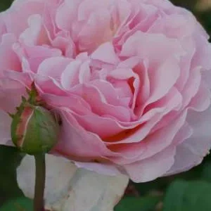 K569 Róża wielkokwiatowa Schloss Ippenburg