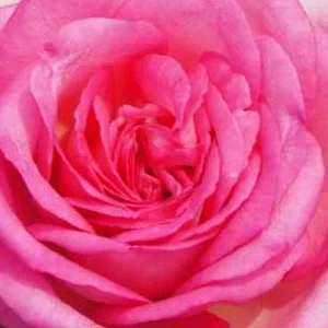 K570 Róża wielkokwiatowa BEVERLY®