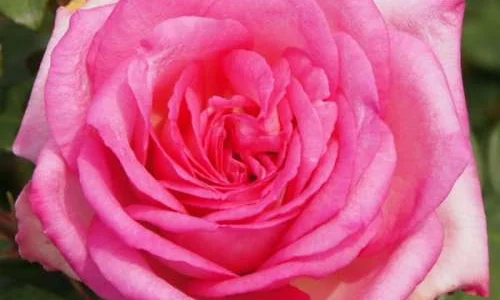 K570 Róża wielkokwiatowa BEVERLY®