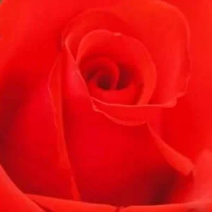 K571 Róża wielkokwiatowa WIELKA MIŁOŚĆ®