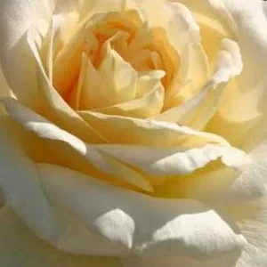 K572 Róża wielkokwiatowa LA PERLA®