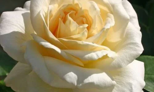 K572 Róża wielkokwiatowa LA PERLA®