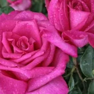 K574 Róża wielkokwiatowa PAROLE®