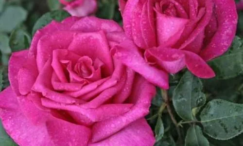 K574 Róża wielkokwiatowa PAROLE®