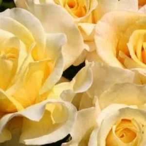 K575 Róża wielkokwiatowa SUNNY SKY®