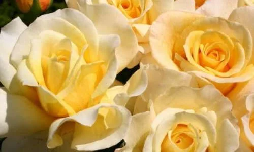 K575 Róża wielkokwiatowa SUNNY SKY®