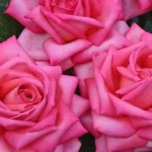 K576 Wielkokwiatowa Róża WEDDING BELLS®