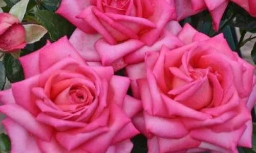 K576 Wielkokwiatowa Róża WEDDING BELLS®