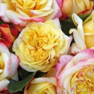 K577 Róża wielkokwiatowa KORDES JUBILEE®