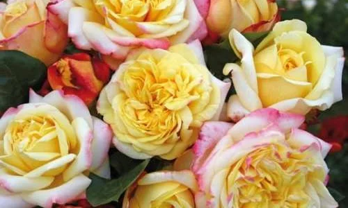 K577 Róża wielkokwiatowa KORDES JUBILEE®