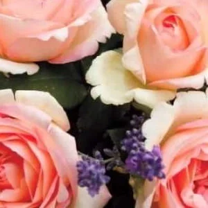 K578 Róża wielkokwiatowa Souvenir de Baden-Baden®