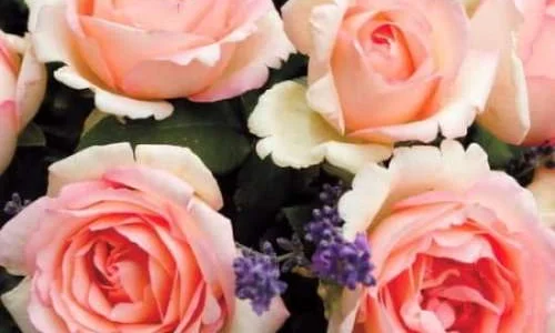 K578 Róża wielkokwiatowa Souvenir de Baden-Baden®